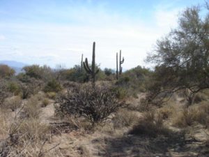 85262,85263,85266,85255,home,for sale,foreclosure,reo,lender owned,bank owned,golf course,luxury,M&B,metes and bounds,county island,unincorporated maricopa county,3,4,5,6,bedroom,mountain view,golf,short sale,acreage,horse,barn,arena,ranch,SF,2500,3500,short sale,preforeclosure,horses,ranch,acreage,land,tonto national forest,mcdowell regional park,reining,horse trainer